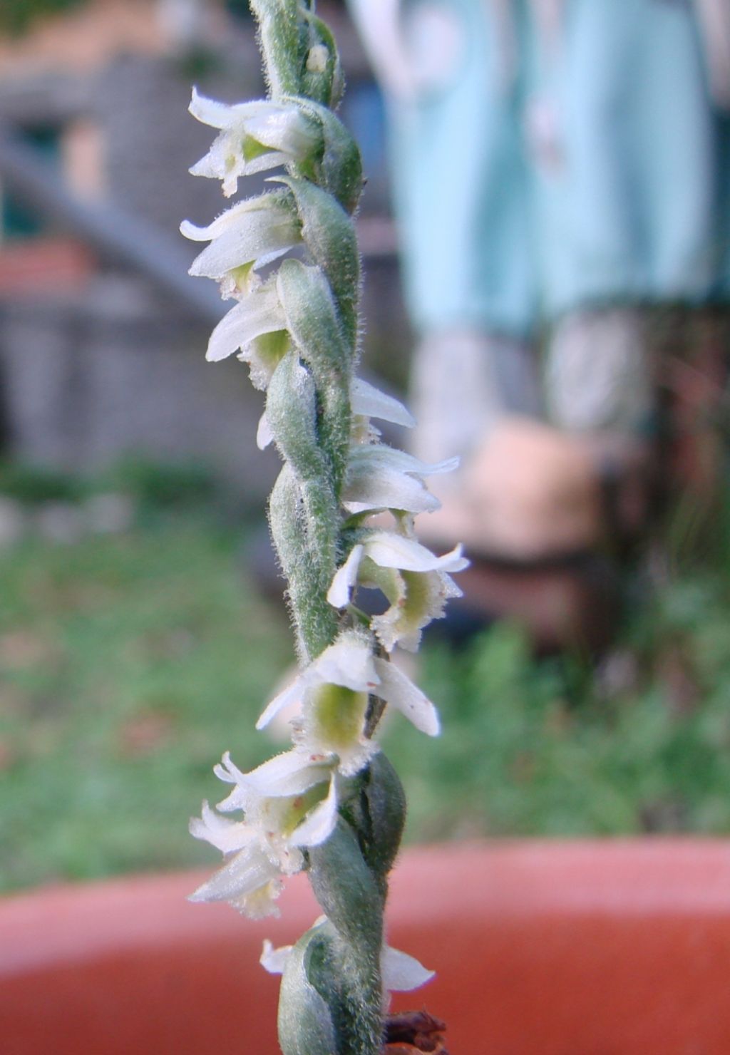 Spiranthes spiralis